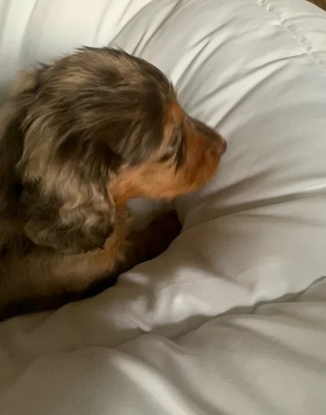 dolcissimi e meravigliosi Bassotto per adozione | Foto 1