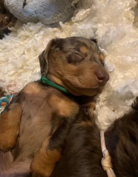 dolcissimi e meravigliosi Bassotto per adozione | Foto 3