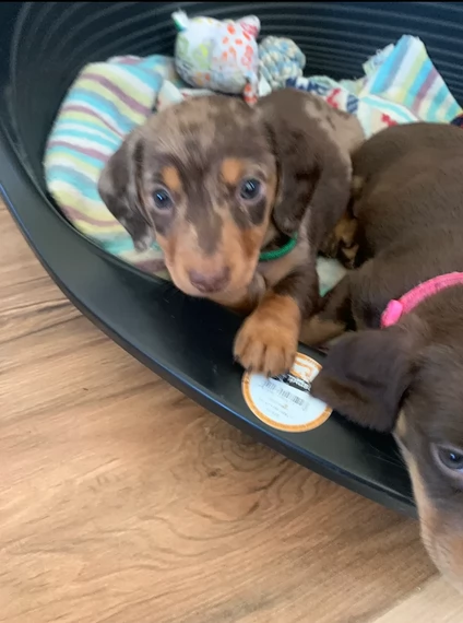 dolcissimi e meravigliosi Bassotto per adozione | Foto 2