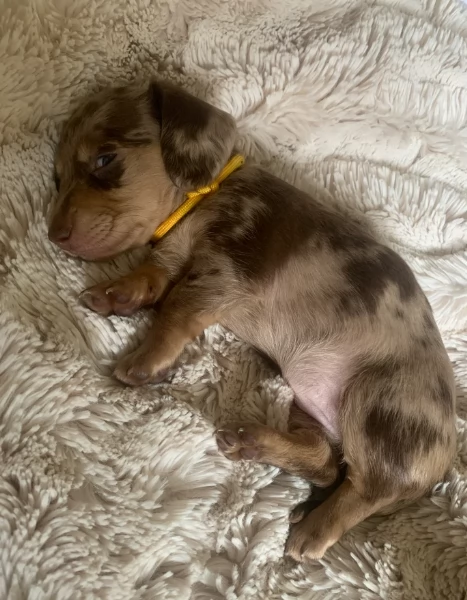 dolcissimi e meravigliosi Bassotto per adozione