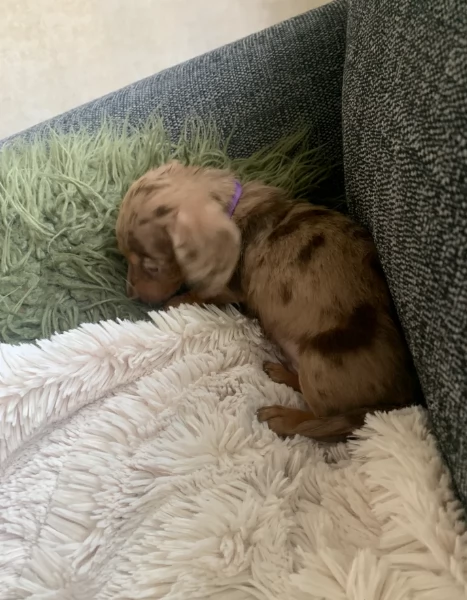 dolcissimi e meravigliosi Bassotto per adozione | Foto 0