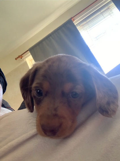 dolcissimi e meravigliosi Bassotto per adozione | Foto 3