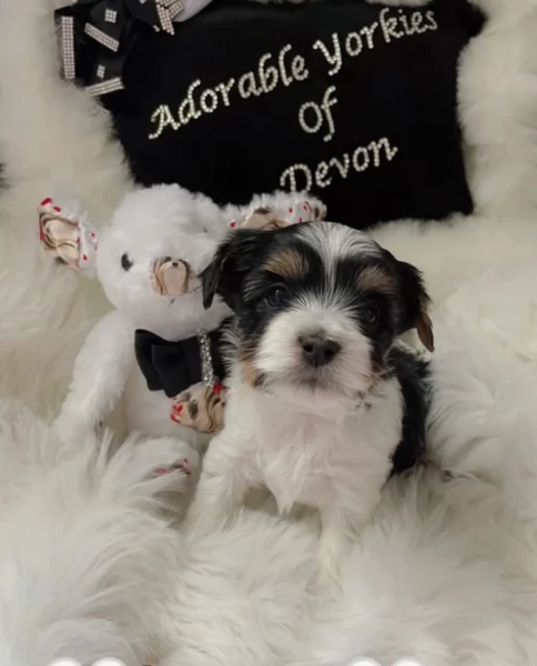 dolcissimi e piccolissimi cuccioli Biewer Yorkshire per ladozione | Foto 4