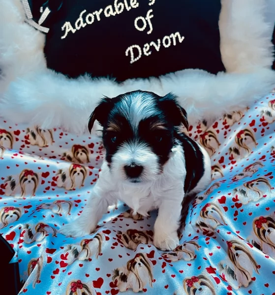 dolcissimi e piccolissimi cuccioli Biewer Yorkshire per ladozione | Foto 2