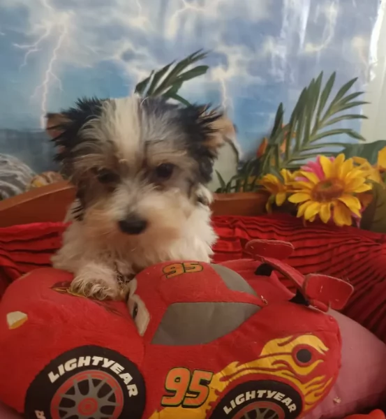 dolcissimi e piccolissimi cuccioli Biewer Yorkshire per ladozione | Foto 2