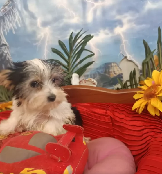 dolcissimi e piccolissimi cuccioli Biewer Yorkshire per ladozione | Foto 0