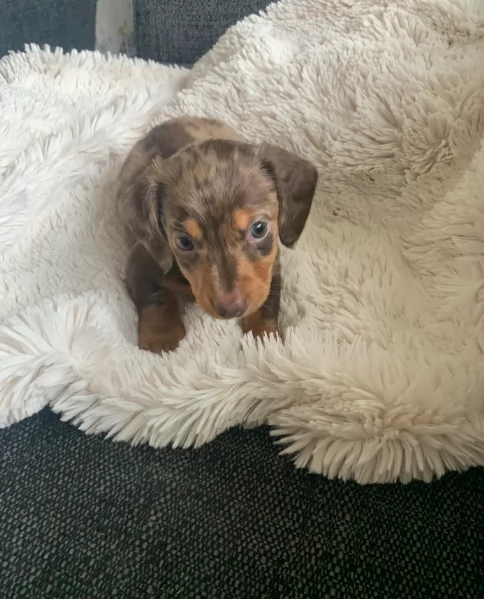 dolcissimi e meravigliosi Bassotto per adozione | Foto 3