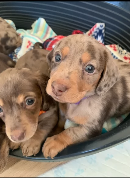 dolcissimi e meravigliosi Bassotto per adozione | Foto 1