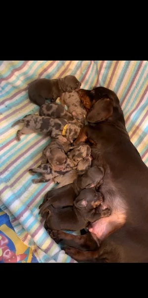 dolcissimi e meravigliosi Bassotto per adozione