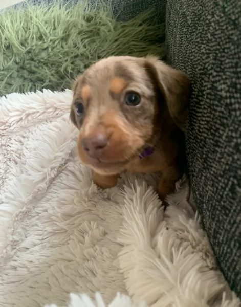 dolcissimi e meravigliosi Bassotto per adozione | Foto 3