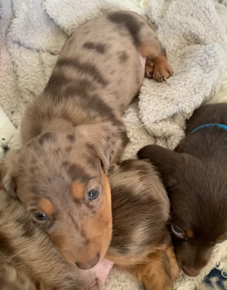 dolcissimi e meravigliosi Bassotto per adozione | Foto 2