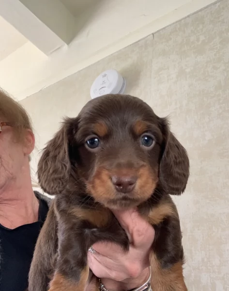 dolcissimi e meravigliosi Bassotto per adozione | Foto 1