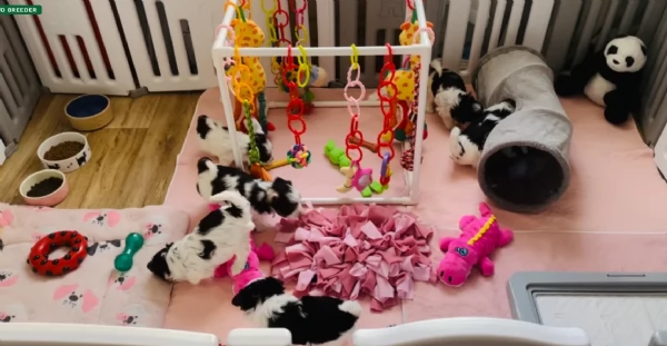 dolcissimi e piccolissimi cuccioli Biewer Yorkshire per ladozione | Foto 4