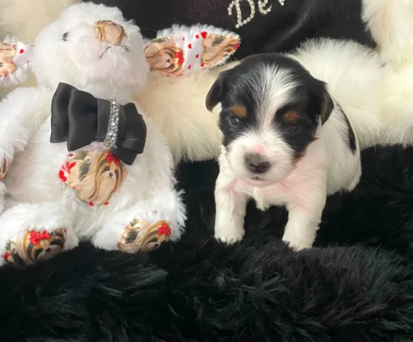 dolcissimi e piccolissimi cuccioli Biewer Yorkshire per ladozione | Foto 4