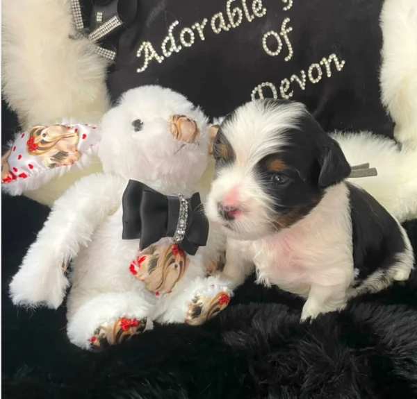 dolcissimi e piccolissimi cuccioli Biewer Yorkshire per ladozione | Foto 1