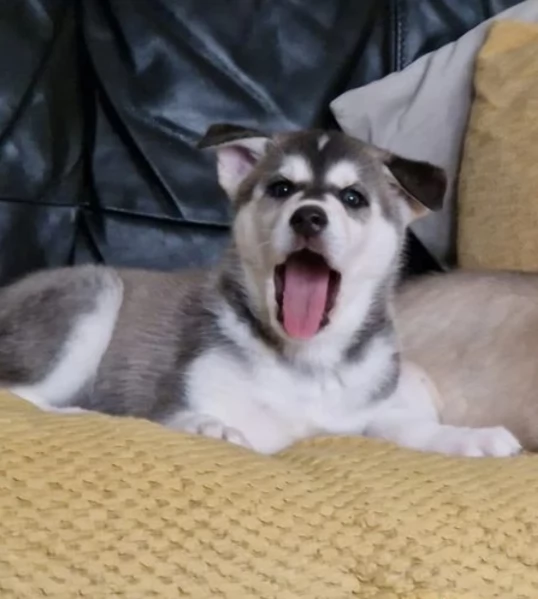 meraviglioso Cuccioli di Husky  per adozione | Foto 3