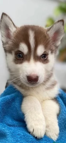 meraviglioso Cuccioli di Husky  per adozione