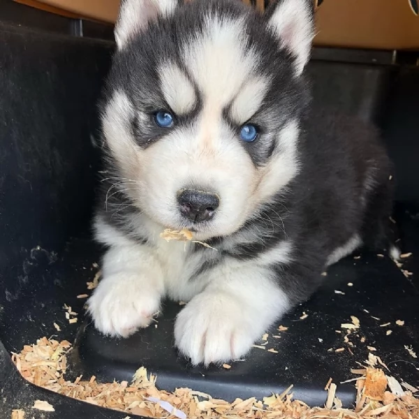 meraviglioso Cuccioli di Husky  per adozione | Foto 0