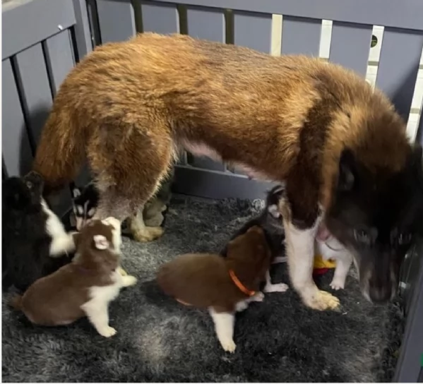 meraviglioso Cuccioli di Husky per adozione | Foto 1