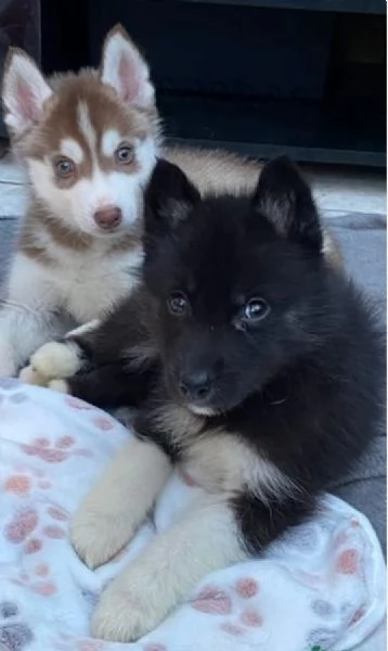 meraviglioso Cuccioli di Husky per adozione