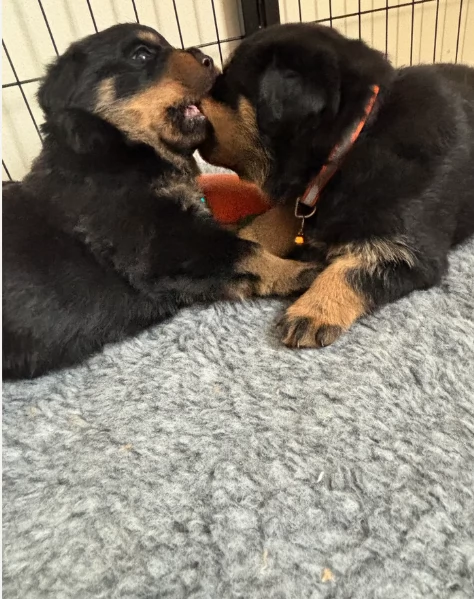 dolcissimi Cuccioli di Rottweiler per ladozione