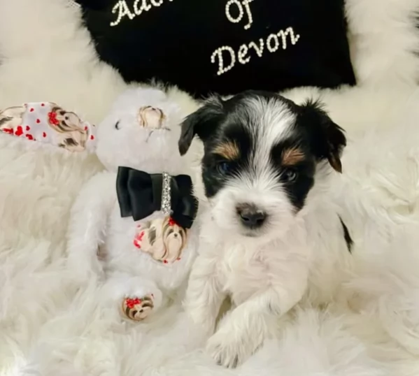 dolcissimi e piccolissimi cuccioli Biewer Yorkshire per ladozione | Foto 3