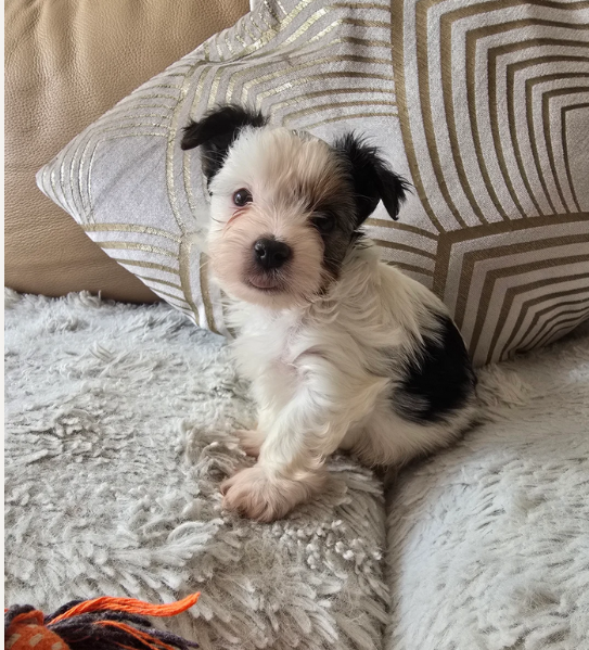 dolcissimi e piccolissimi cuccioli Biewer Yorkshire per ladozione | Foto 3
