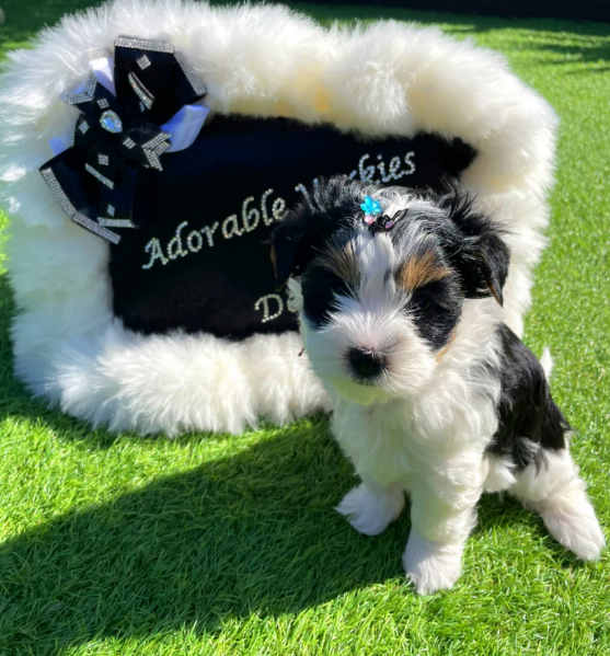 dolcissimi e piccolissimi cuccioli Biewer Yorkshire per ladozione | Foto 0