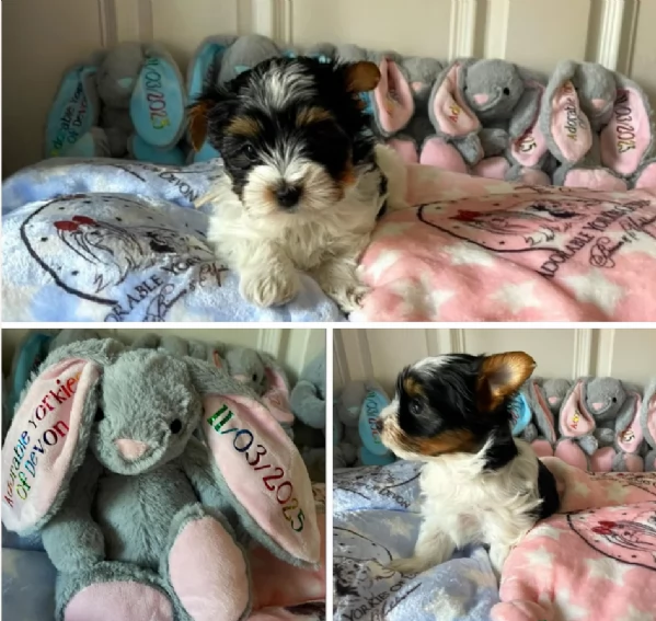 dolcissimi e piccolissimi cuccioli Biewer Yorkshire per ladozione