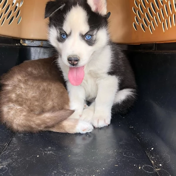 meraviglioso Cuccioli di Husky per adozione | Foto 1