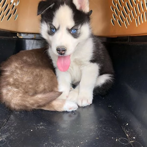meraviglioso Cuccioli di Husky per adozione
