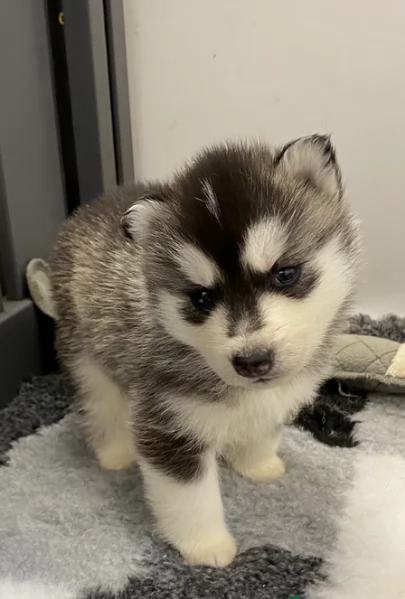 meraviglioso Cuccioli di Husky per adozione | Foto 3