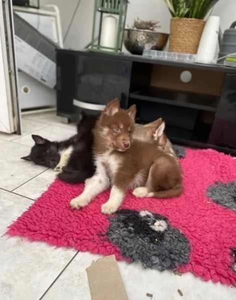 meraviglioso Cuccioli di Husky per adozione | Foto 1