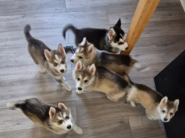 meraviglioso Cuccioli di Husky per adozione