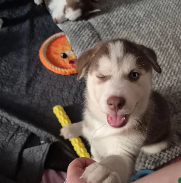 meraviglioso Cuccioli di Husky per adozione | Foto 3