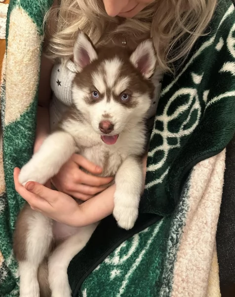 meraviglioso Cuccioli di Husky per adozione | Foto 2