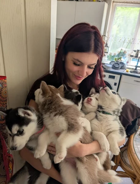 meraviglioso Cuccioli di Husky per adozione | Foto 1