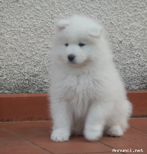Cuccioli di Razza Samoiedo