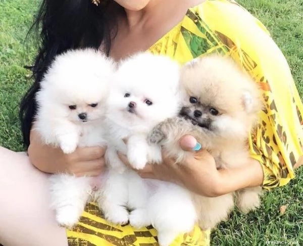 Disponibili cuccioli di Pomerania