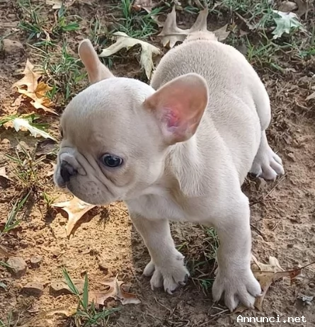 Bellissimo cuccioli di bouledogue francese