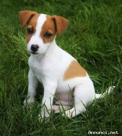 Cuccioli di jack Russell con Pedigree