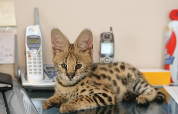 splendidi cuccioli di Serval e savannah