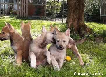 Cuccioli di Cane Lupo Cecoslovacco
