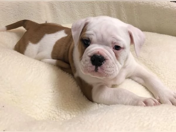 Bellissimi cuccioli di bulldog inglese