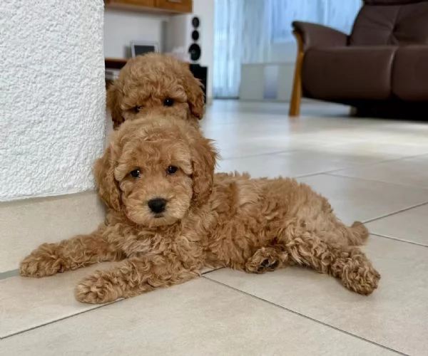 Adorabili cuccioli di barboncino giocattolo | Foto 1
