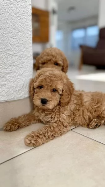 Adorabili cuccioli di barboncino giocattolo | Foto 0