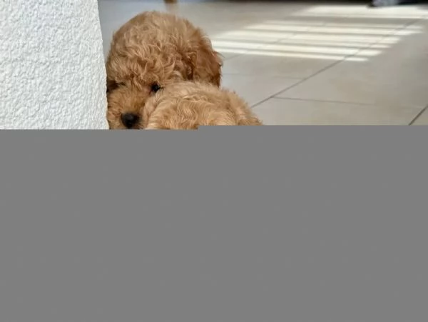 cuccioli di Barboncino piccoli taglia | Foto 3