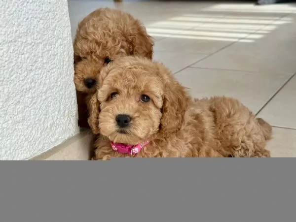 cuccioli di Barboncino piccoli taglia | Foto 1