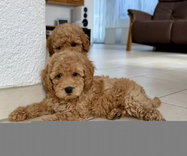cuccioli di Barboncino piccoli taglia | Foto 0