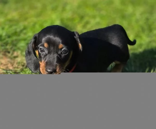 MERAVIGLIOSI CUCCIOLI DI BASSOTTO NANO | Foto 4